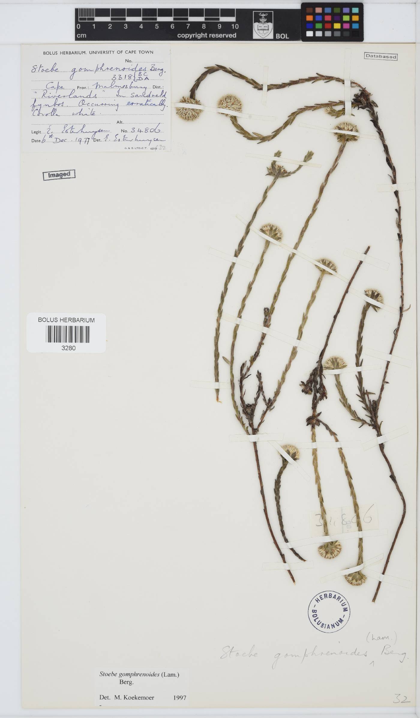 Stoebe gomphrenoides image