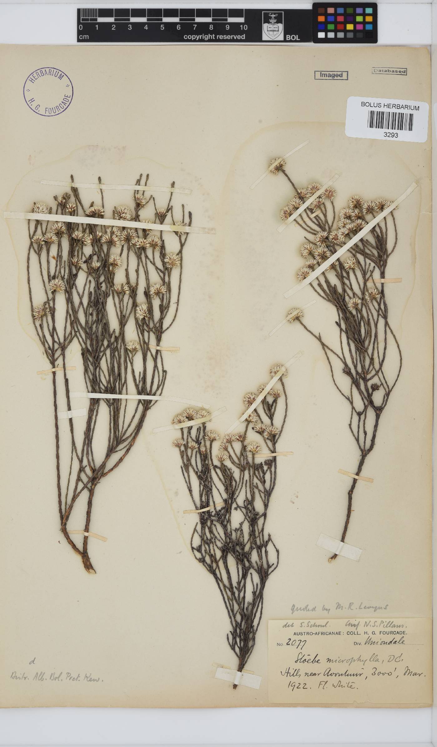 Stoebe microphylla image