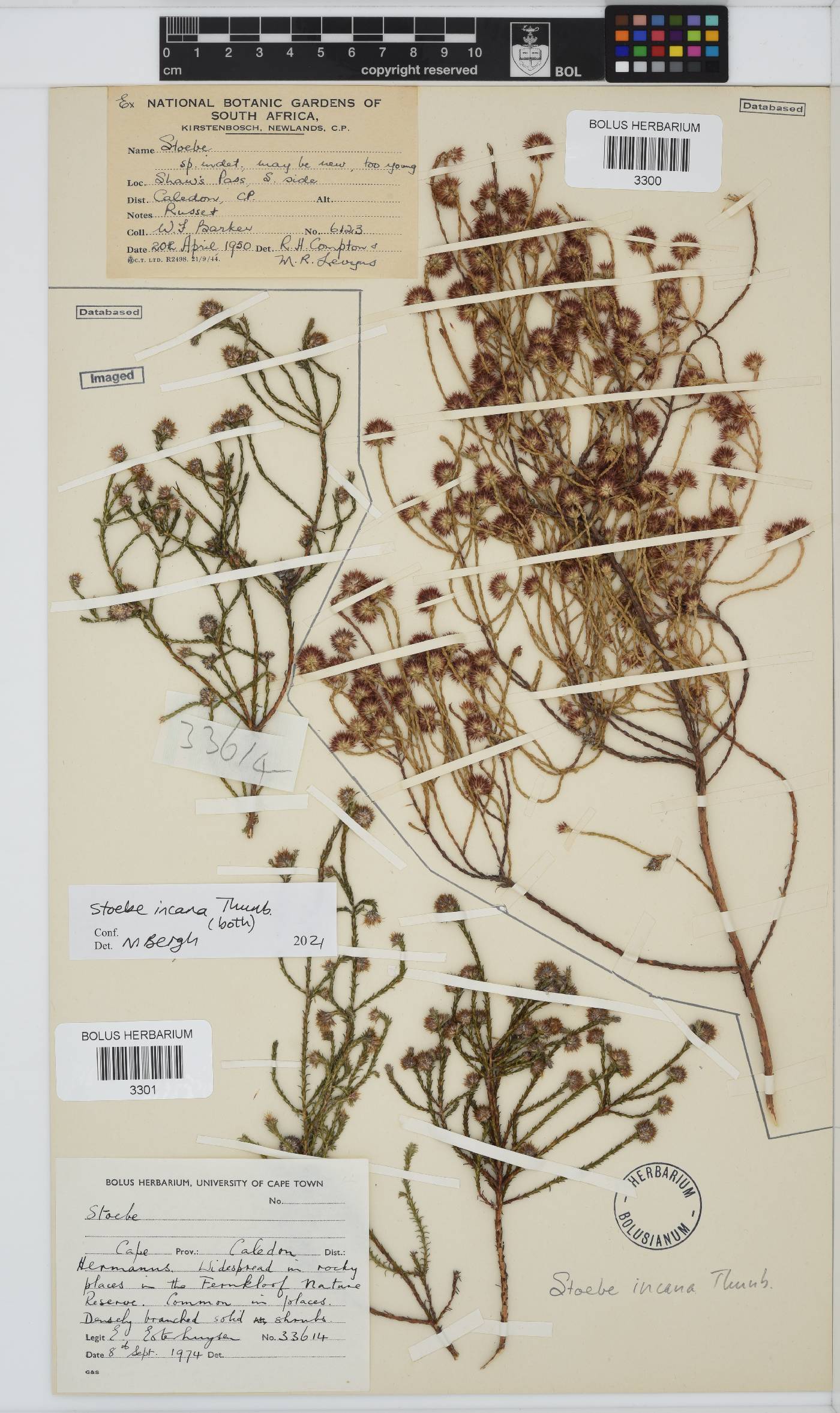 Seriphium incanum image