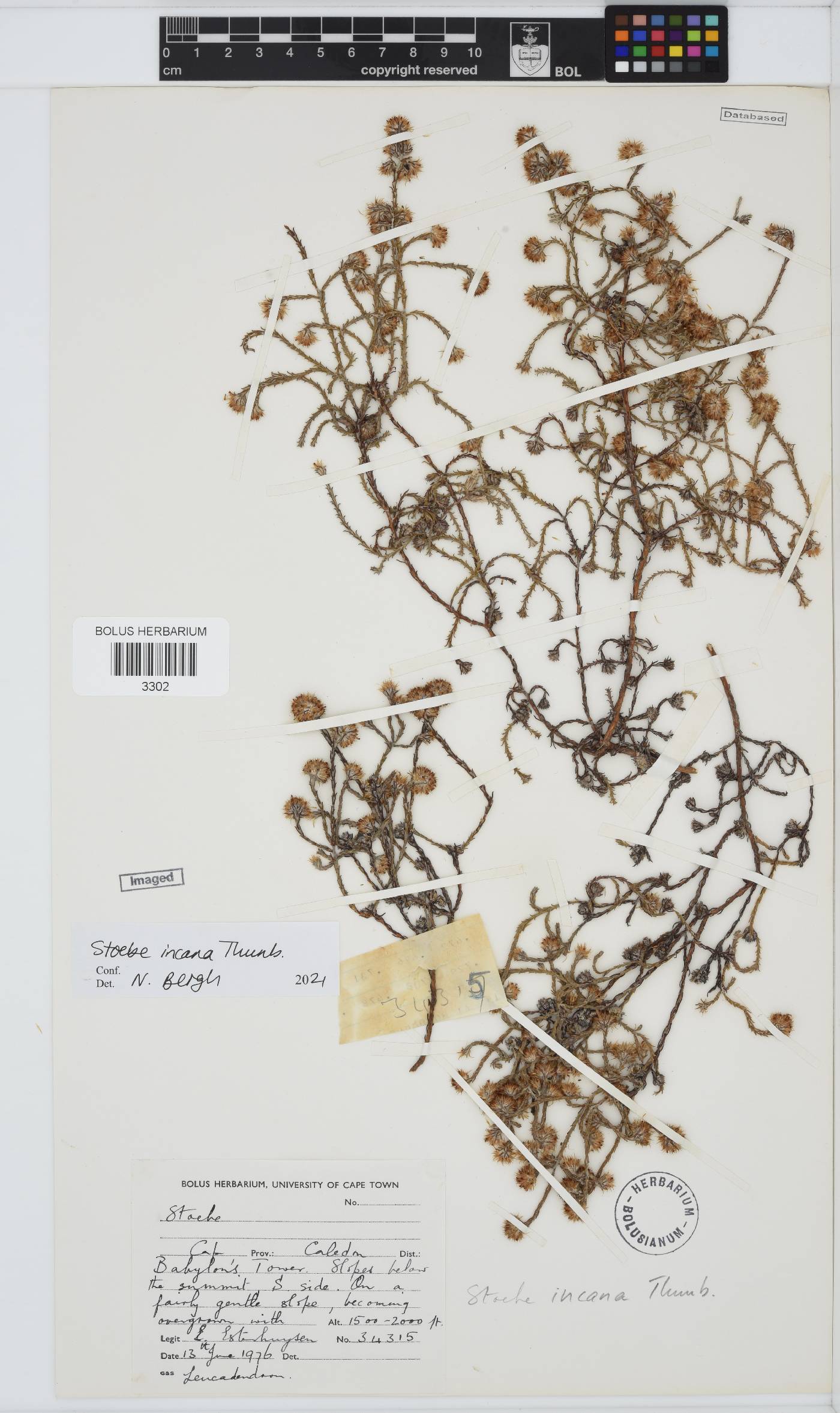 Seriphium incanum image