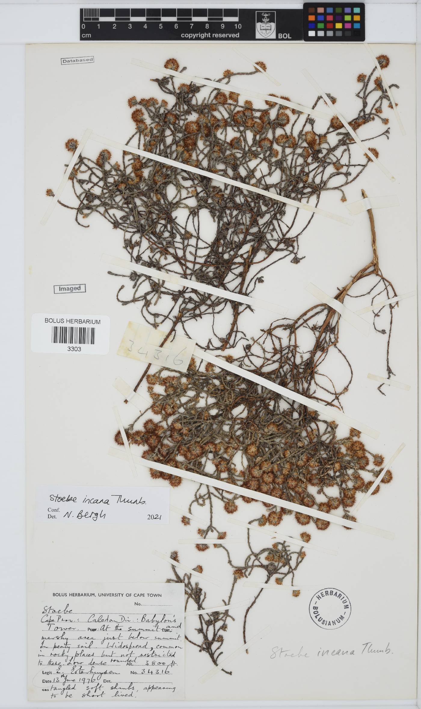 Seriphium incanum image