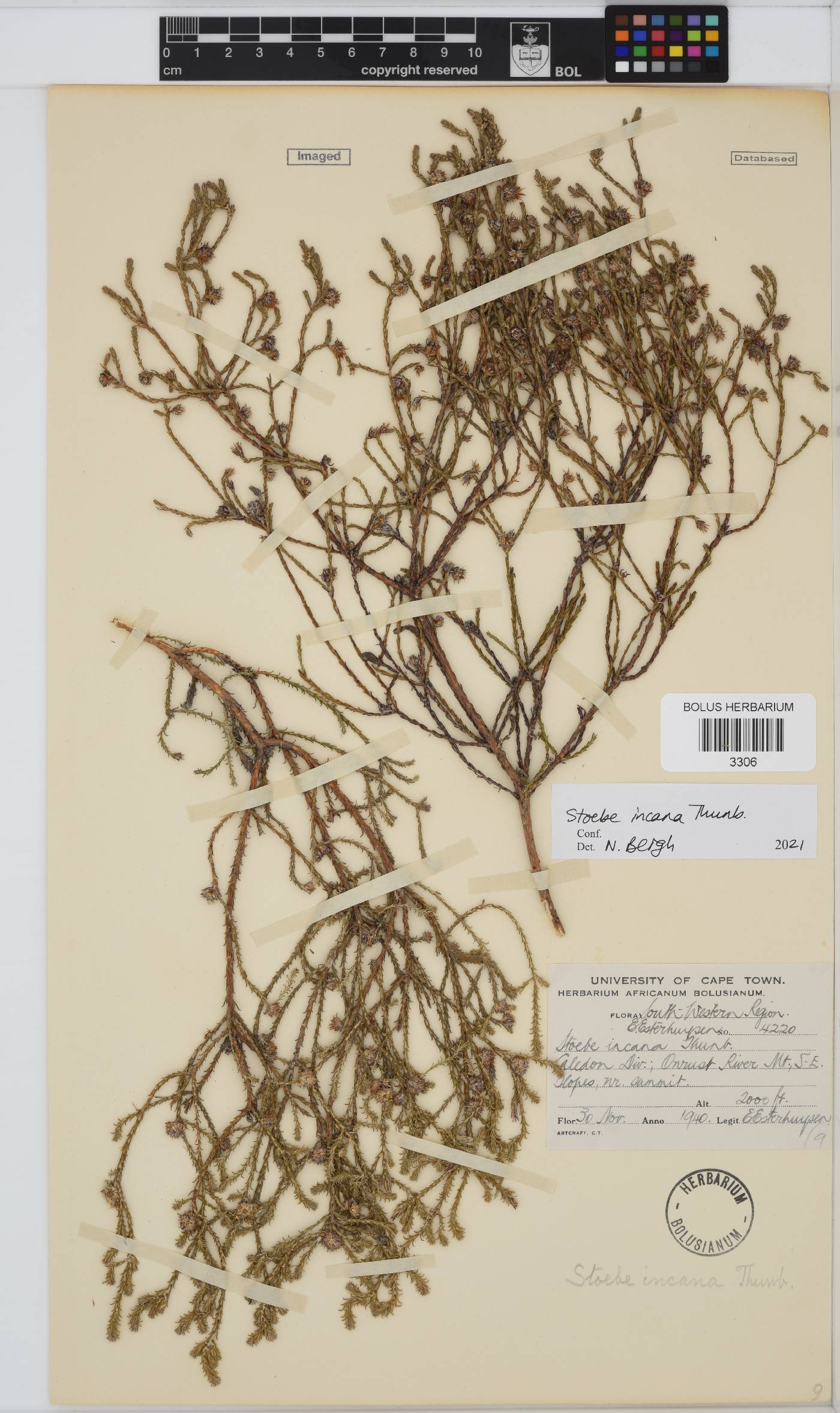 Seriphium incanum image
