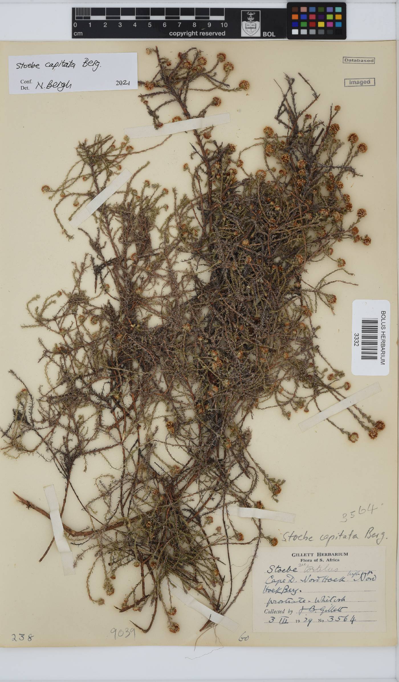 Stoebe capitata image