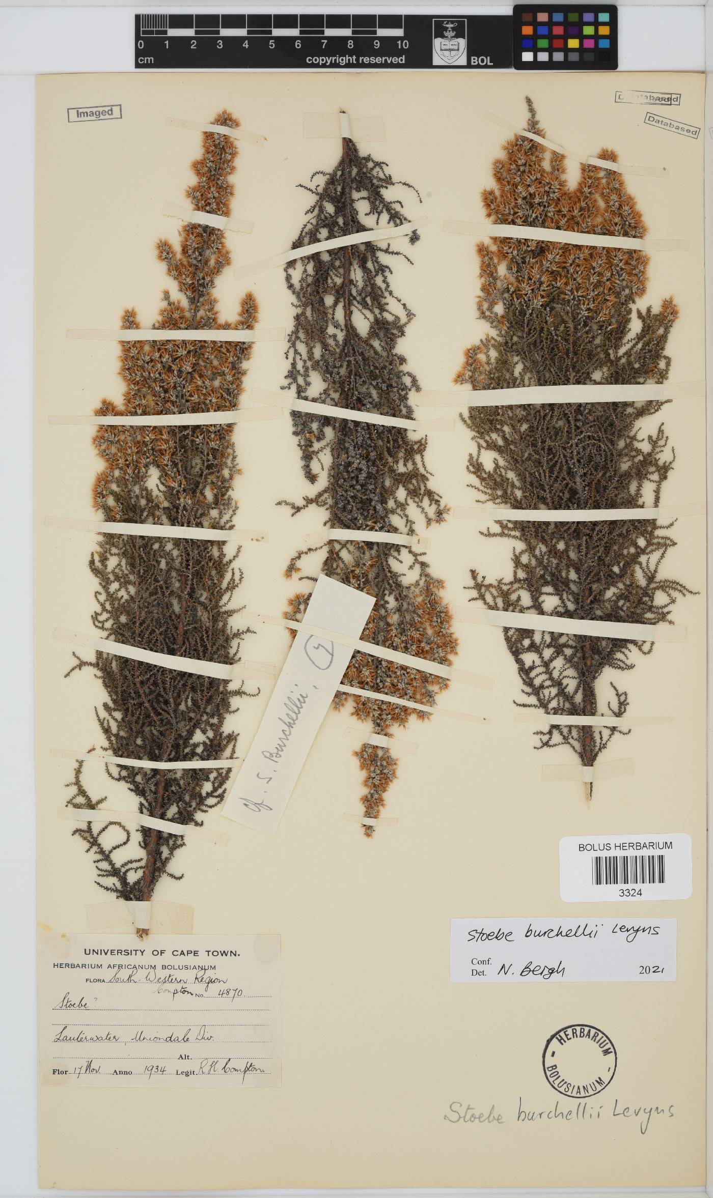 Seriphium plumosum image