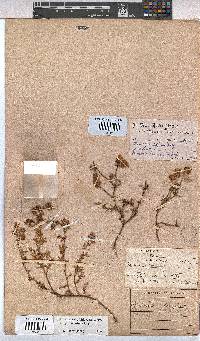 Image of Hermannia grossularifolia