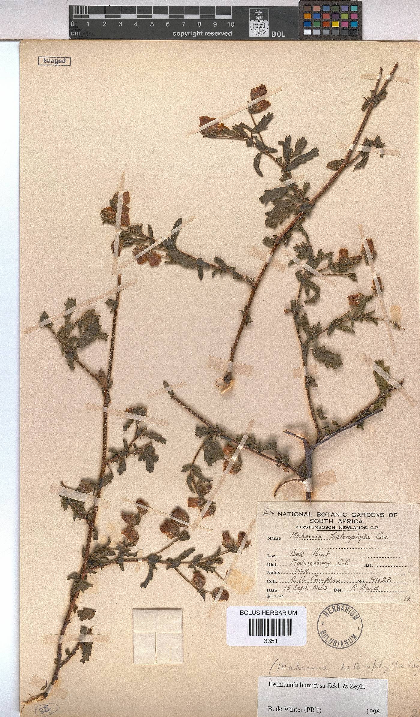 Hermannia heterophylla image