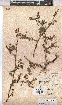 Hermannia heterophylla image
