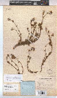Hermannia grossularifolia image