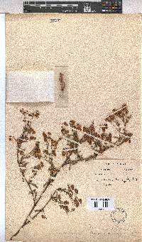 Hermannia diffusa image