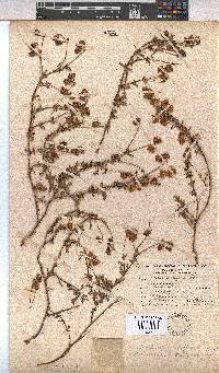 Hermannia diffusa image
