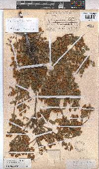 Hermannia heterophylla image