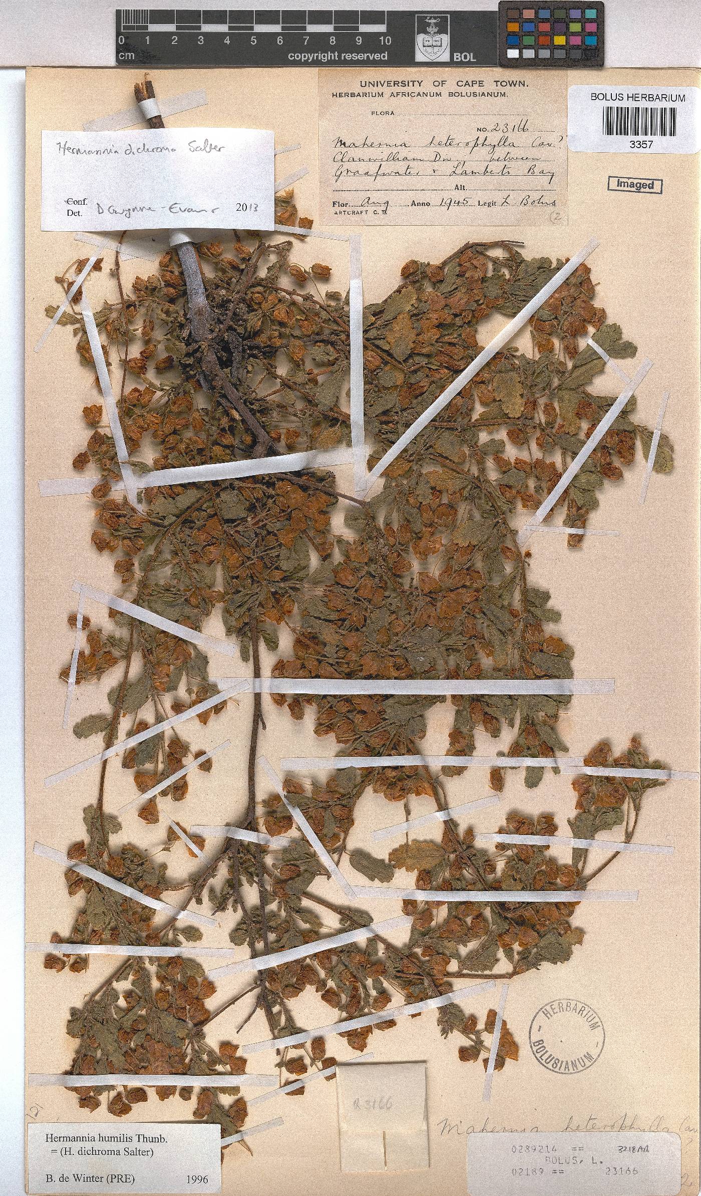 Hermannia heterophylla image