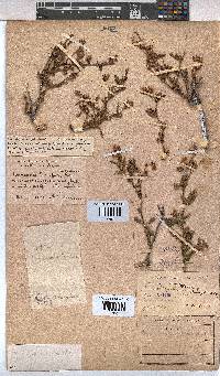 Hermannia heterophylla image