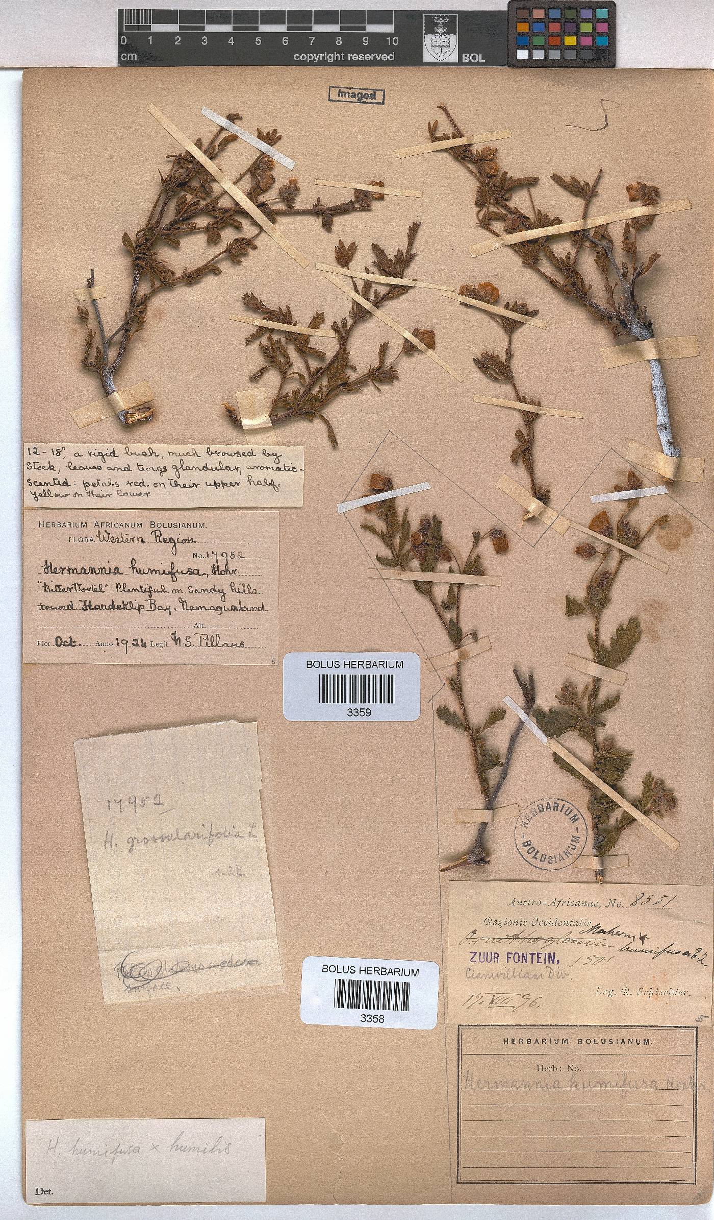 Hermannia heterophylla image