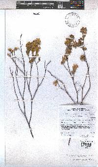 Hermannia salviifolia image