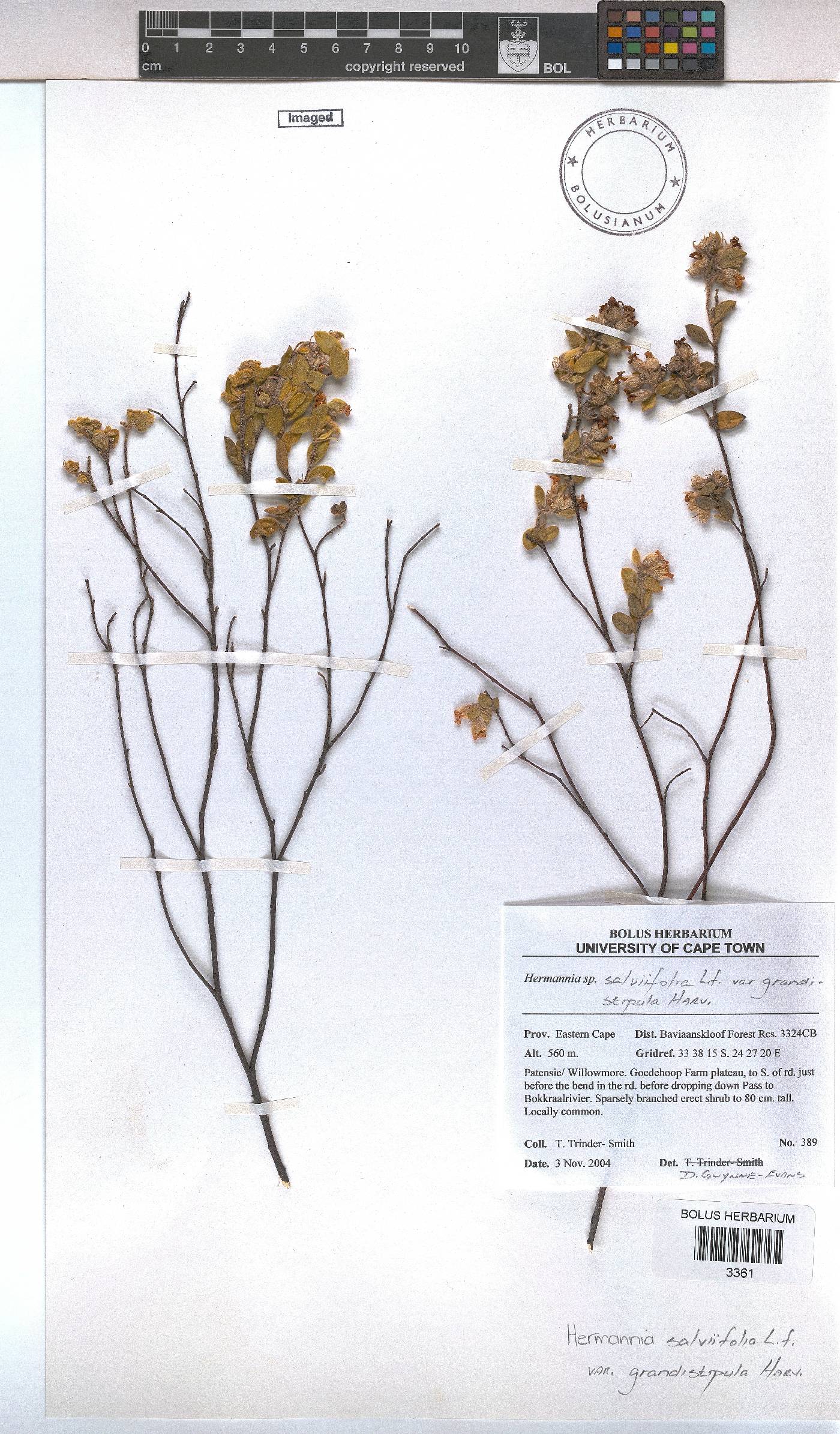 Hermannia salviifolia var. grandistipula image