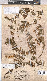 Hermannia heterophylla image