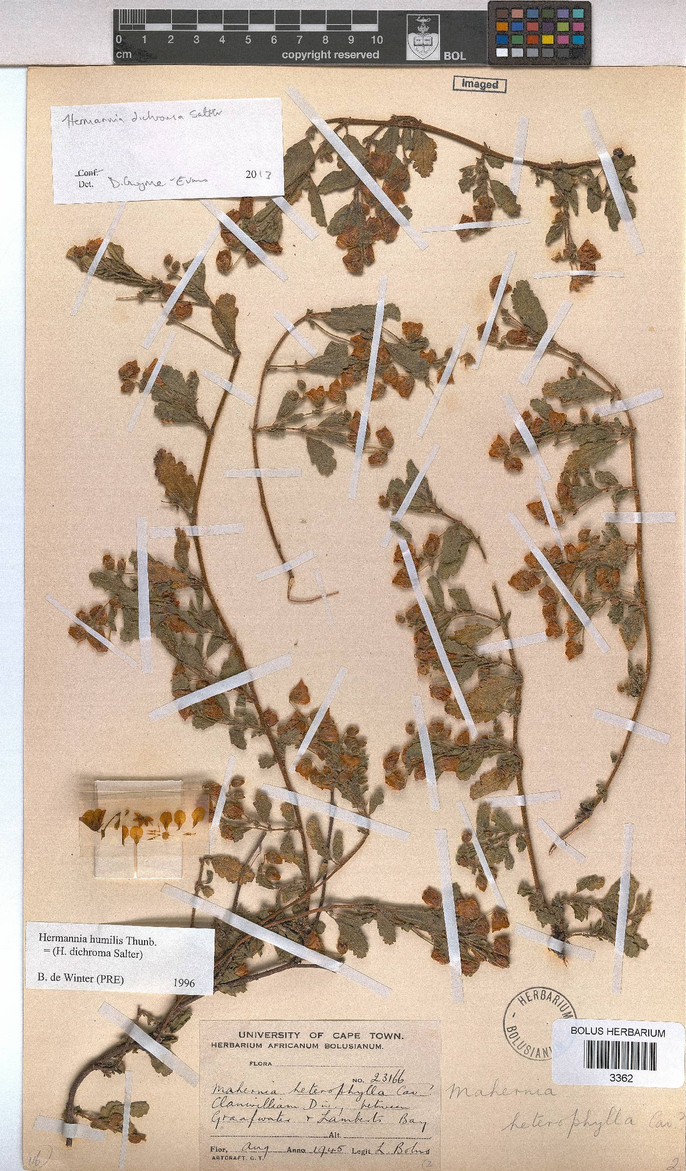 Hermannia heterophylla image