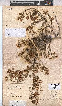 Hermannia heterophylla image