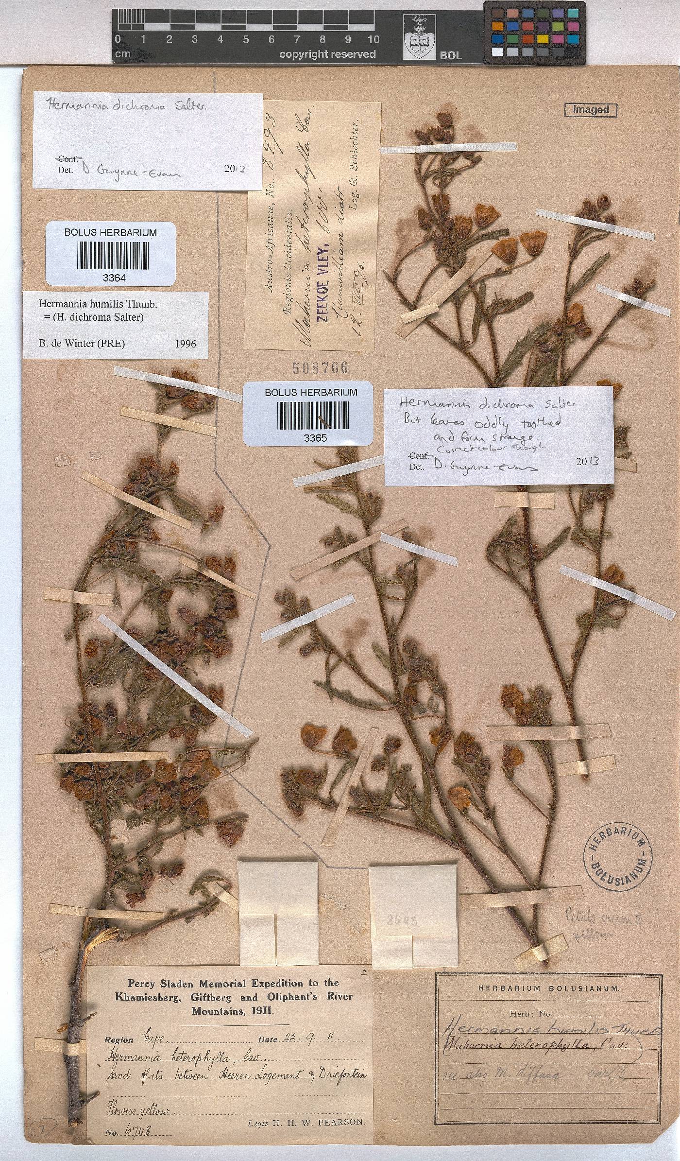 Hermannia heterophylla image