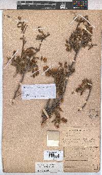Hermannia heterophylla image