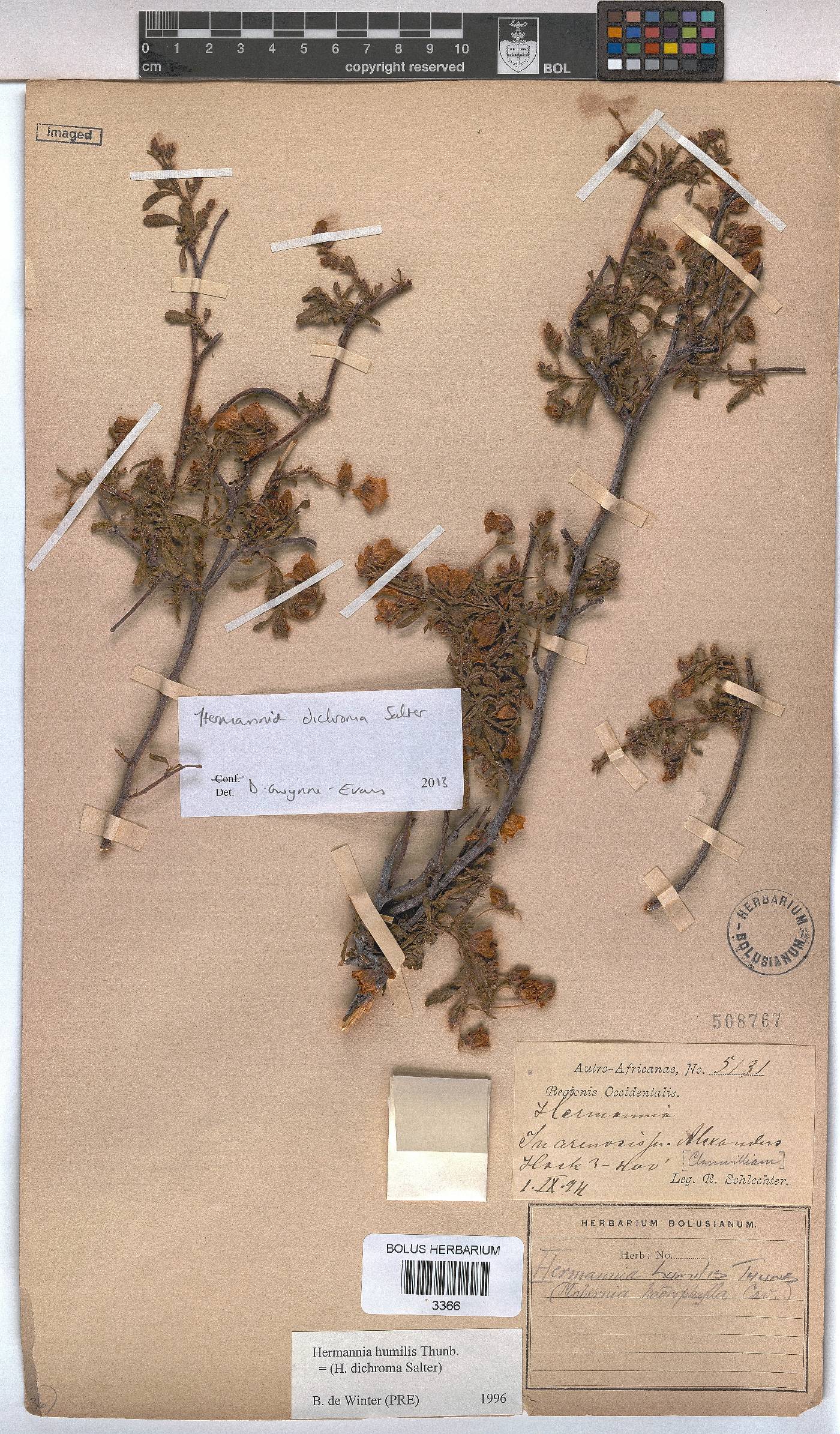 Hermannia heterophylla image