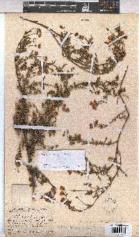Hermannia diffusa image