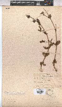 Hermannia heterophylla image