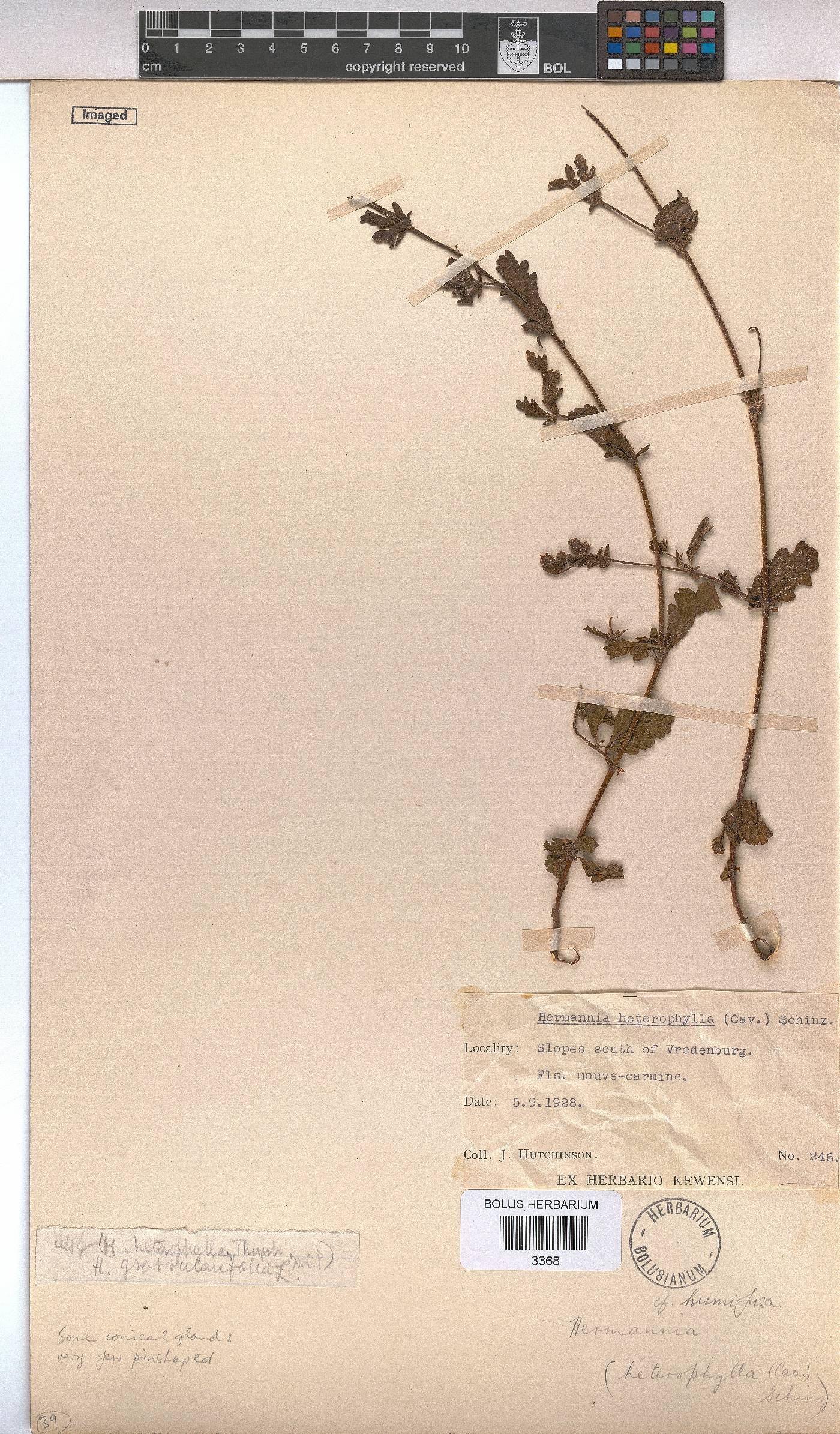 Hermannia heterophylla image