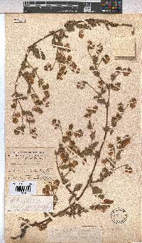 Hermannia heterophylla image