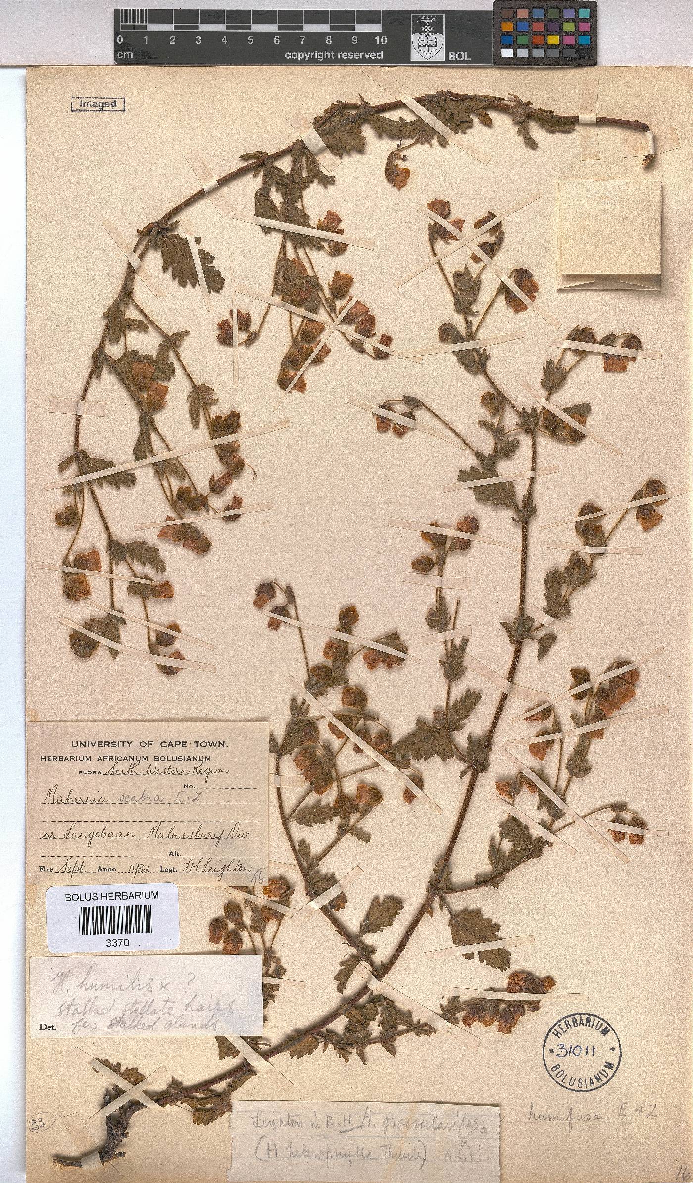 Hermannia heterophylla image