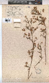 Hermannia heterophylla image