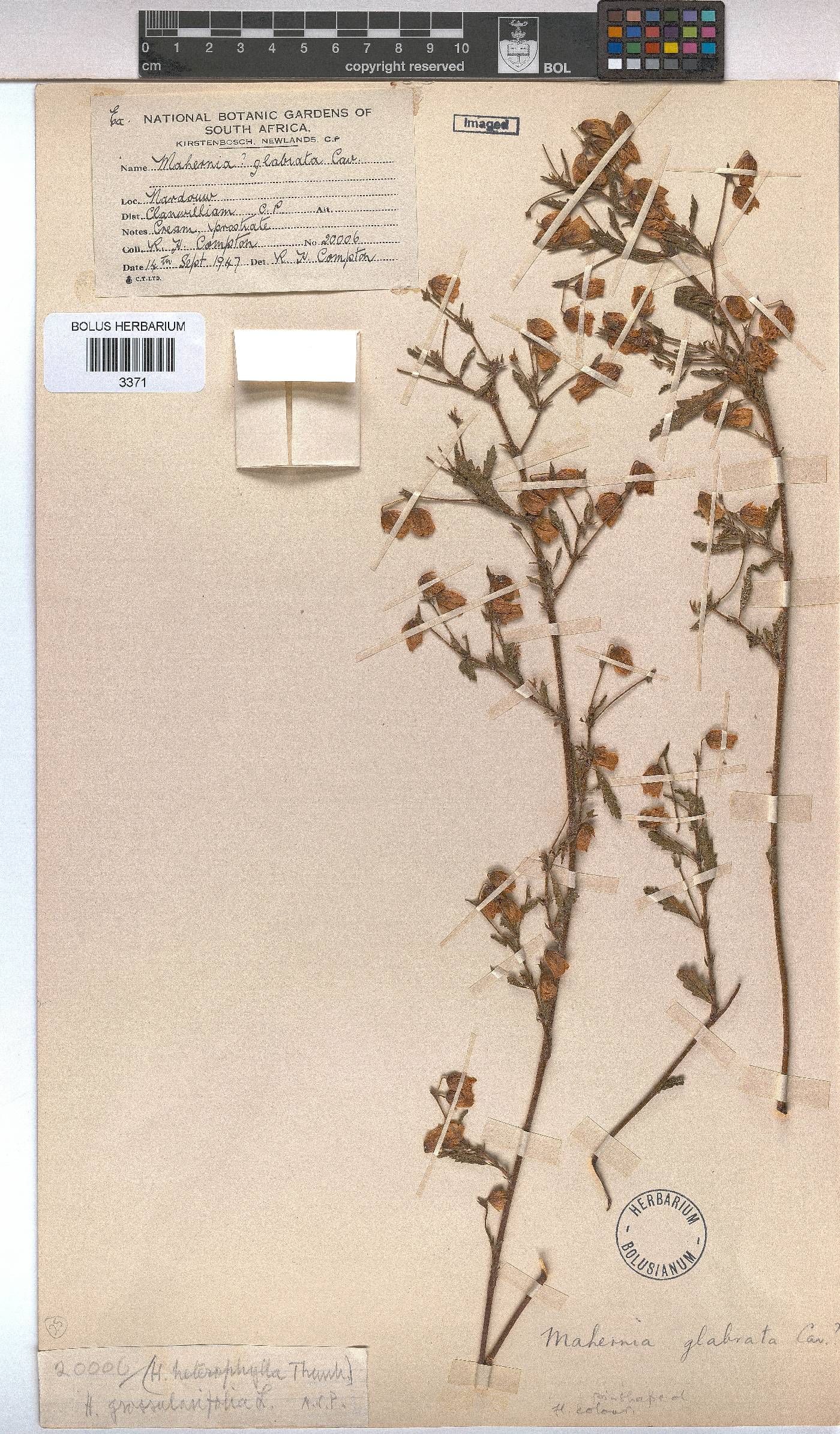 Hermannia heterophylla image