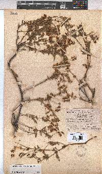 Hermannia heterophylla image