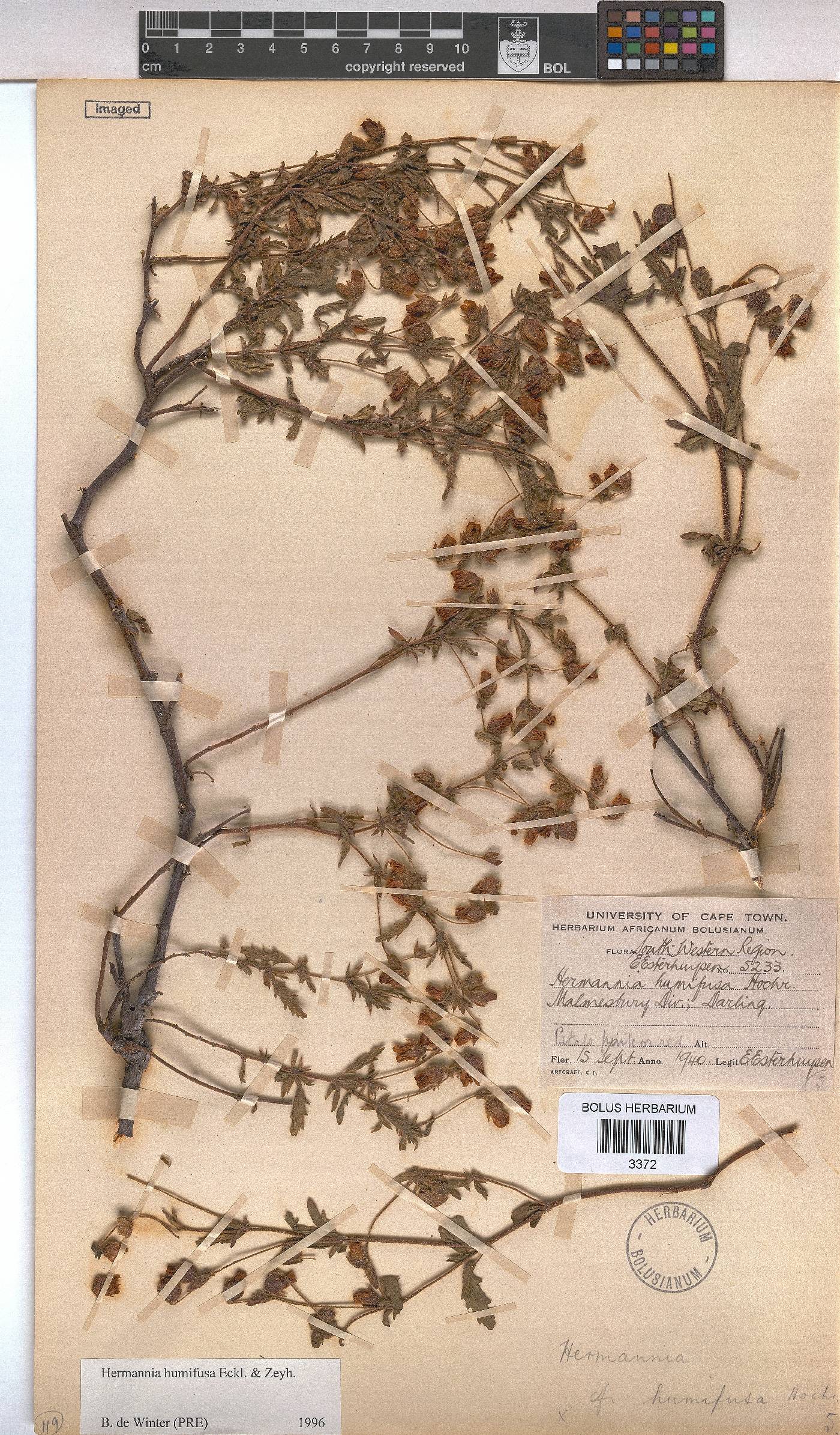 Hermannia heterophylla image