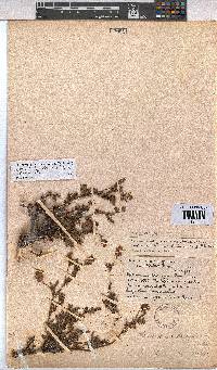 Hermannia heterophylla image