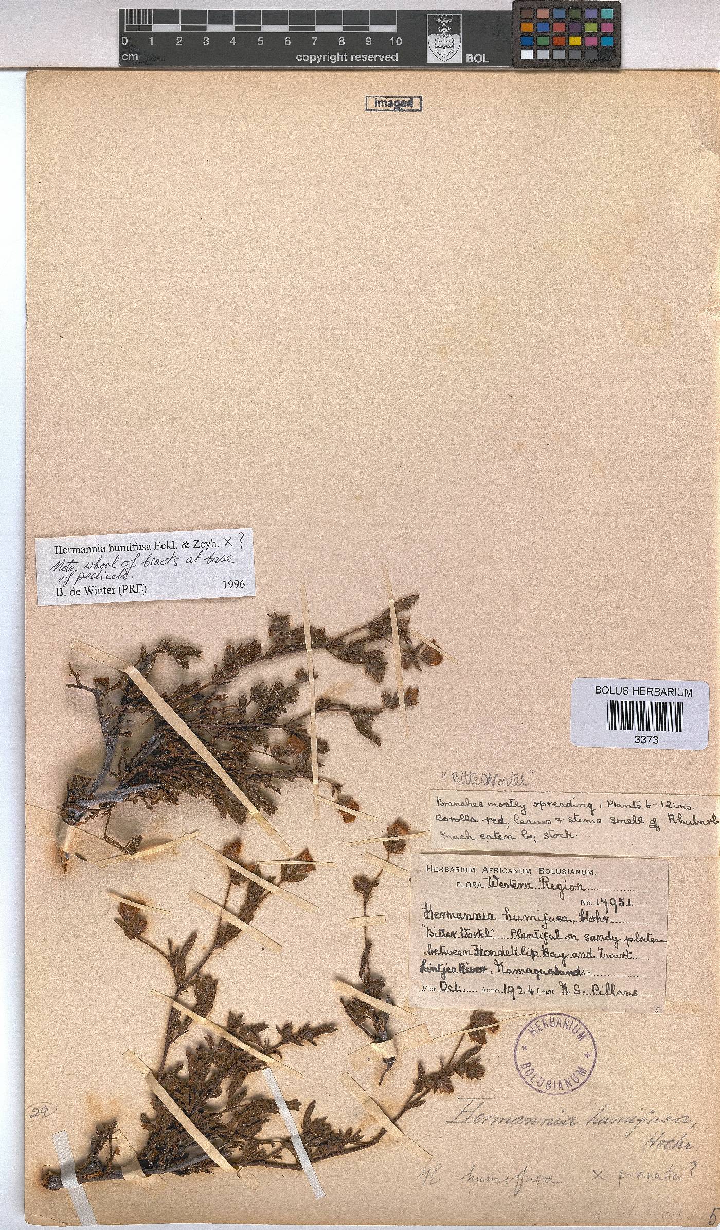 Hermannia heterophylla image