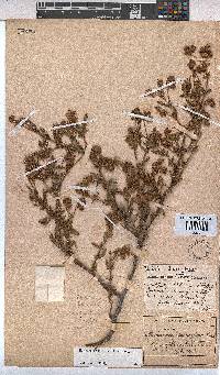 Hermannia heterophylla image