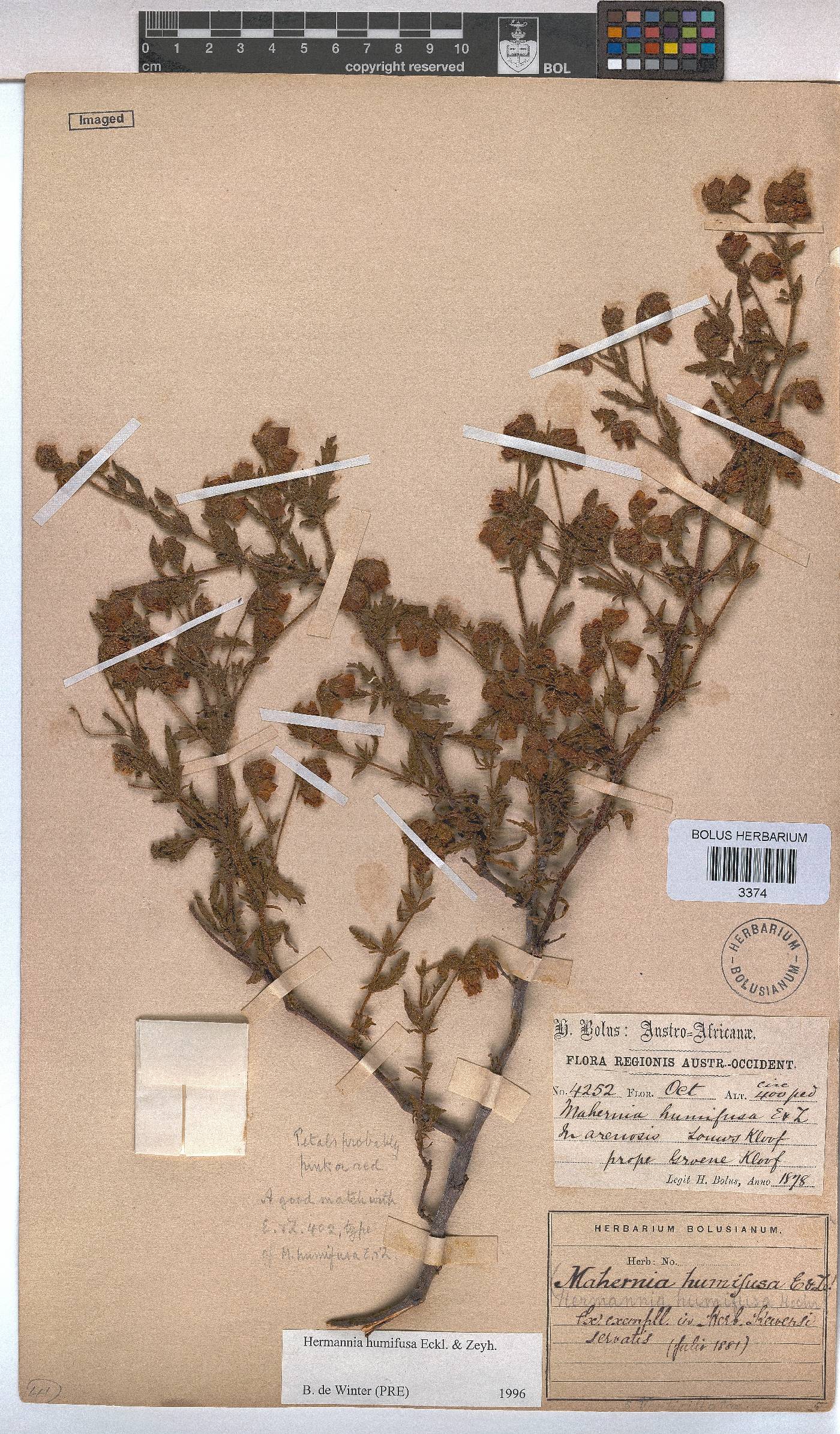 Hermannia heterophylla image