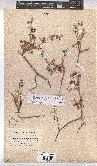 Hermannia simulans image