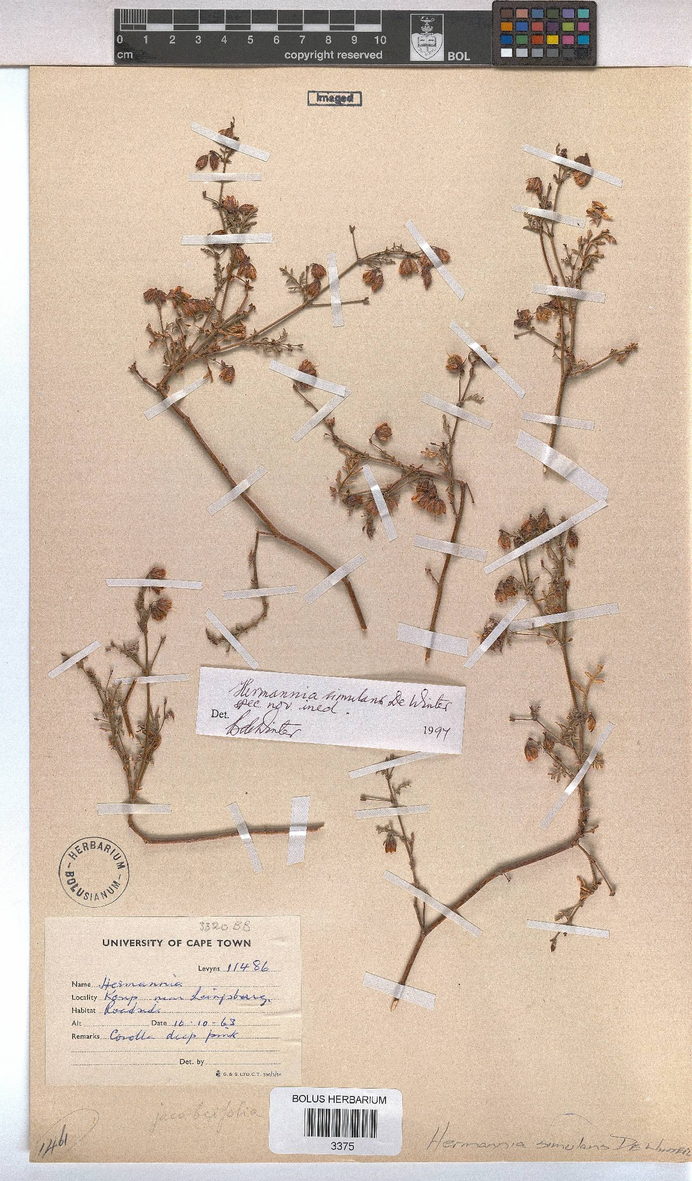 Hermannia simulans image