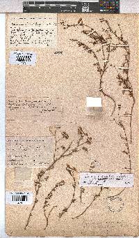 Hermannia simulans image