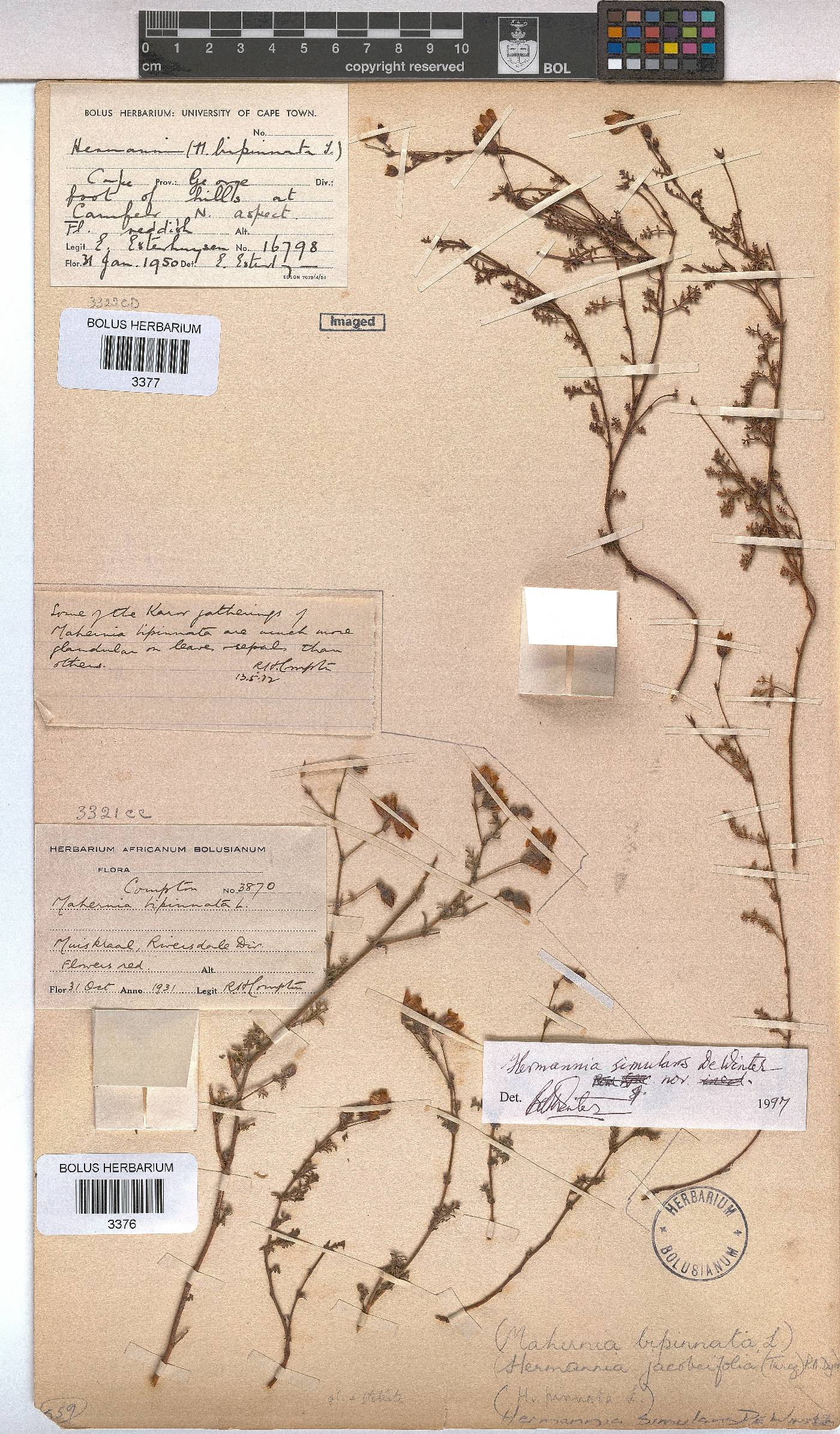 Hermannia simulans image