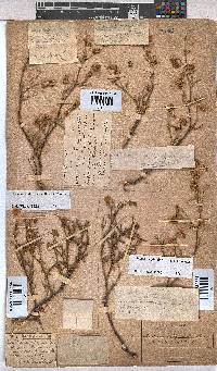 Hermannia glabripedicellata image