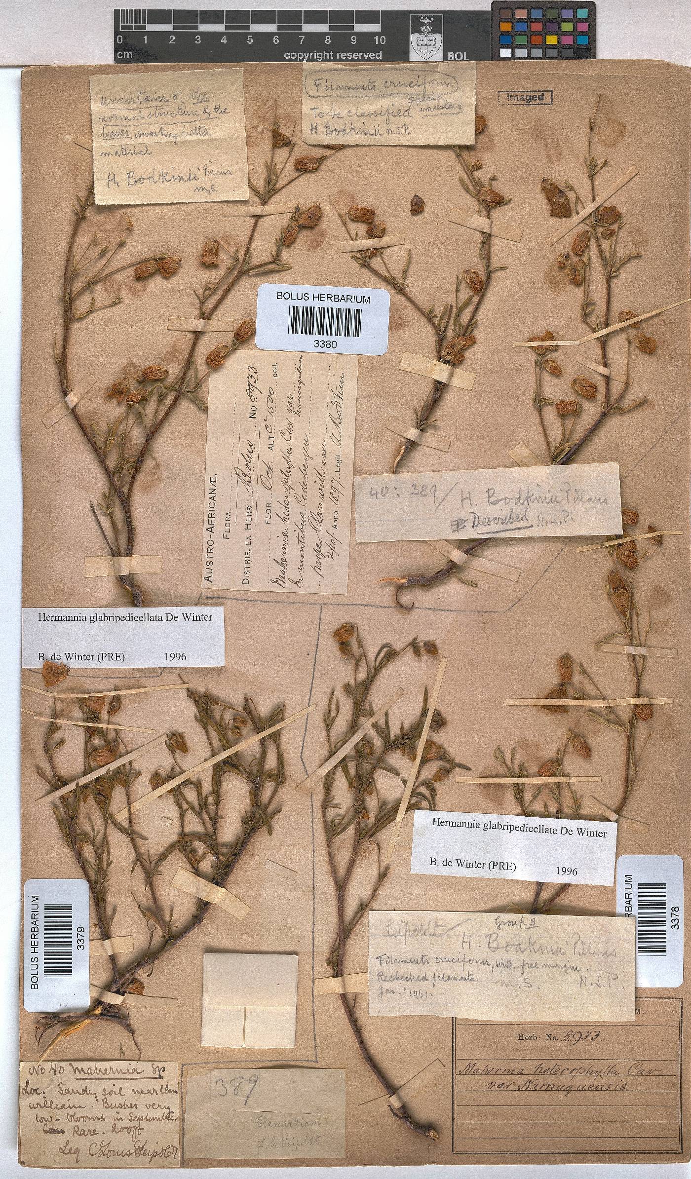 Hermannia glabripedicellata image
