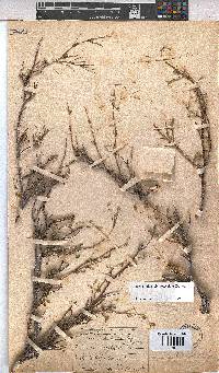 Hermannia glabripedicellata image