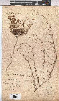Hermannia diffusa image