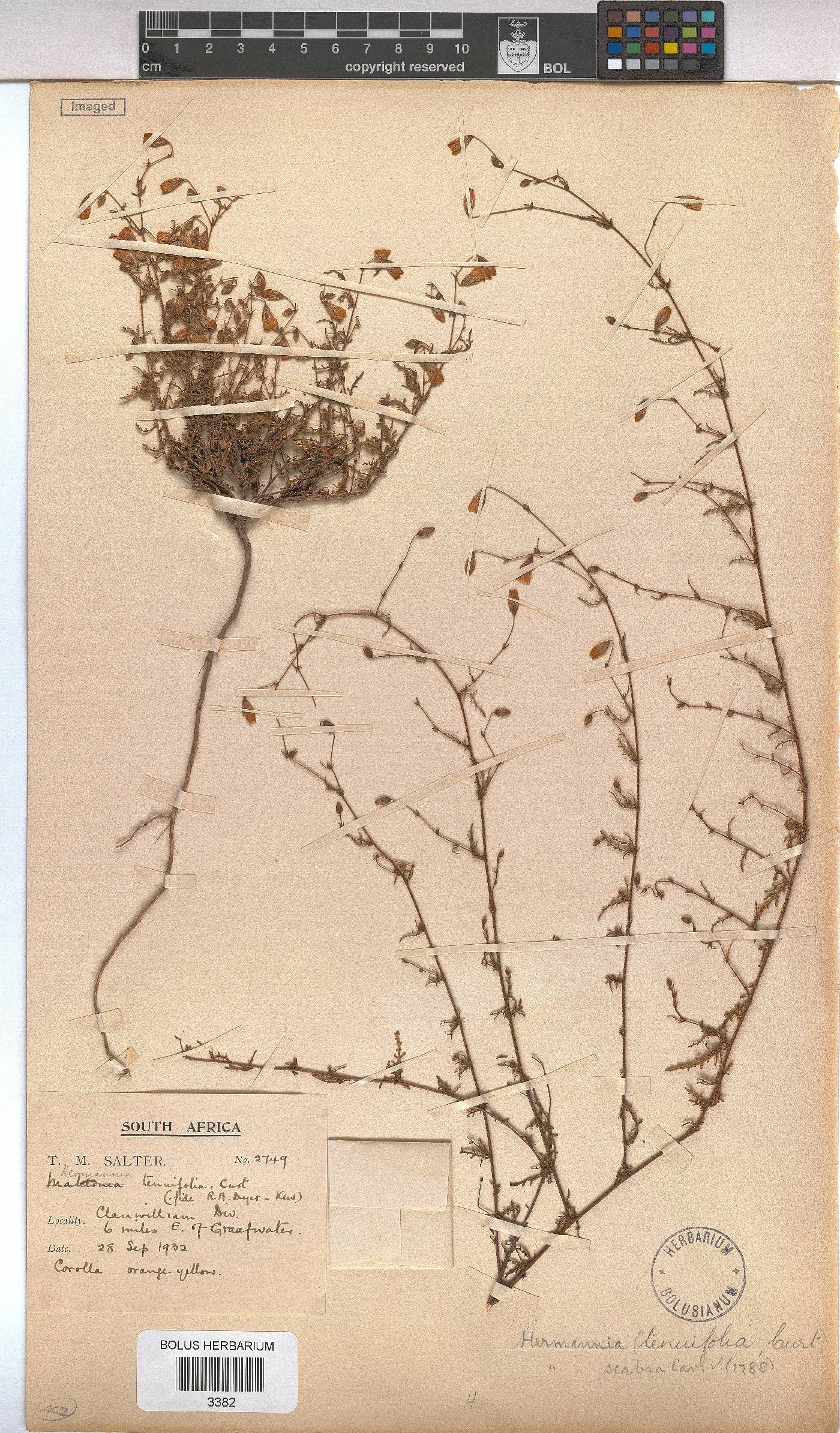 Hermannia image