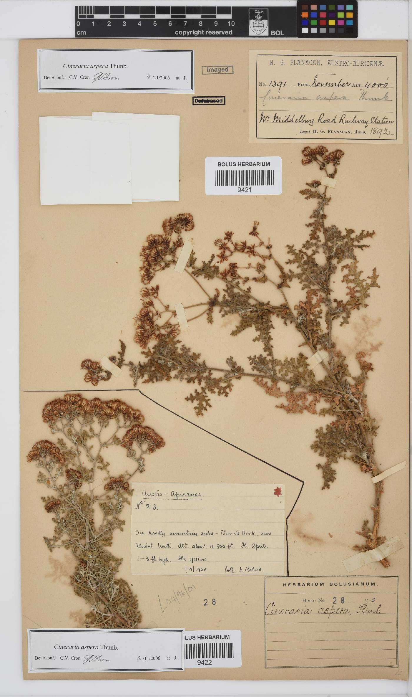 Cineraria aspera image