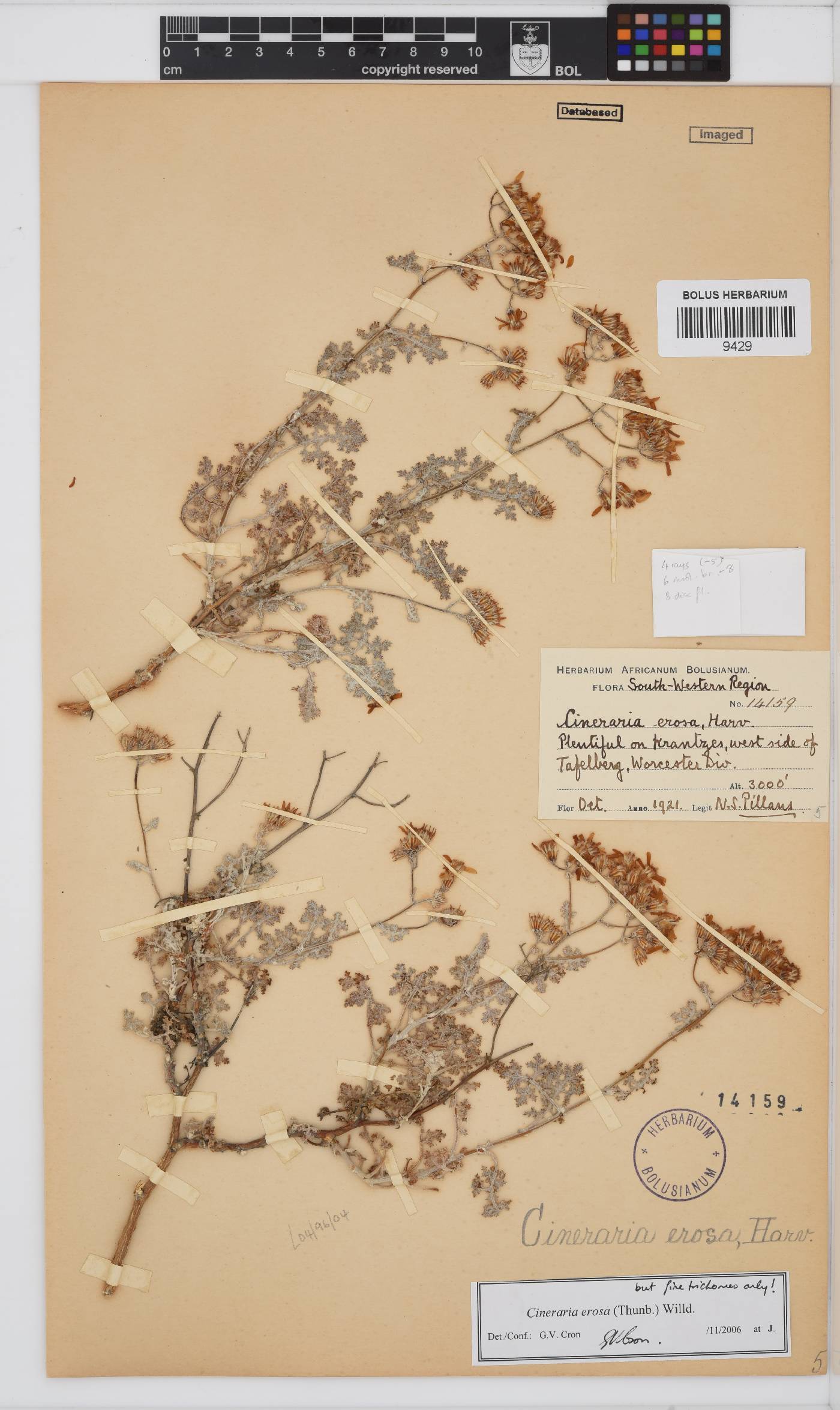 Cineraria erosa image